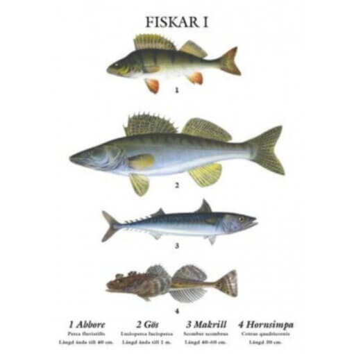 skolplansch-poster-tavla-fiskar-abborre-gös-makrill-hornsimpa