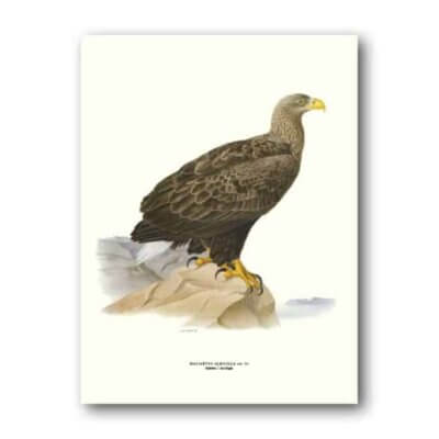 Affisch-havsorn-fagel-poster-print-tavelvagg-inredning-1800-talet-
