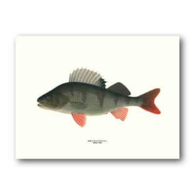 Affisch-poster-abborre-tavla-fisk-tavelvagg-havet-1800-talet-svenk-tillverkning-pappersbruk-